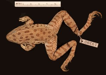 Media type: image;   Herpetology A-19390